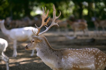 Deer male with good horns profile side view with females