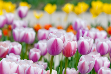 Multi Colored Flower Bed of tulips