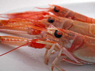 Adriatic shrimps