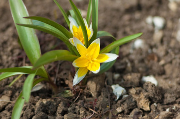 Yellow flowers on ground background