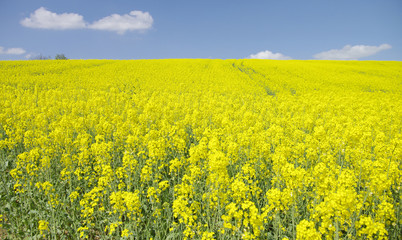 Fototapeta premium colza