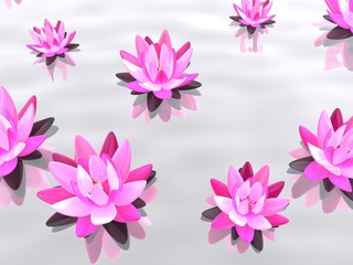 Lotusblüten im Wasser