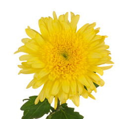 Yellow Chrysanthemum