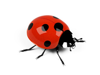 Ladybird on a white background.