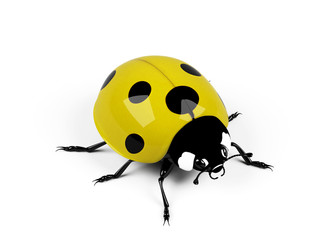 Ladybird on a white background.