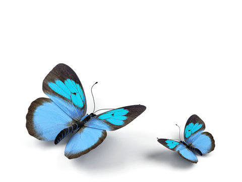 Butterfly - 3d render illustration on white background.