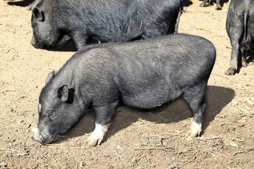 vietnam black little pig eating on clay floor