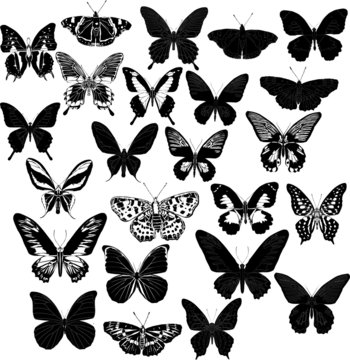 twenty four black butterflies