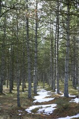 snow track in a pine trees forest