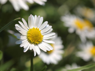 Daisies macro shot with sunshine