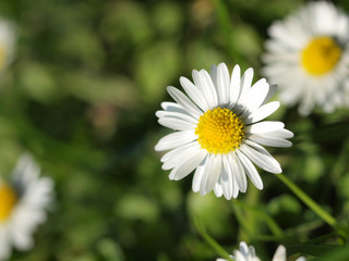 Daisies macro shot with sunshine
