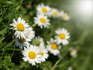 Fototapeta premium Daisies macro shot with sunshine