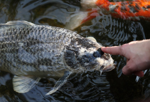 Fische streicheln