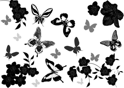 gray and black butterflies above flowers
