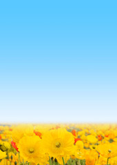 ポピーの青空