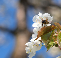 Cherry-tree blossoms