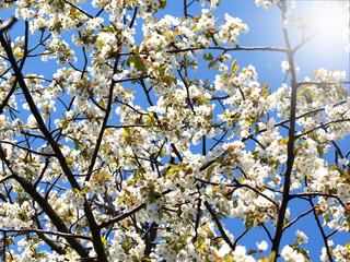 Cherry-tree blossoms