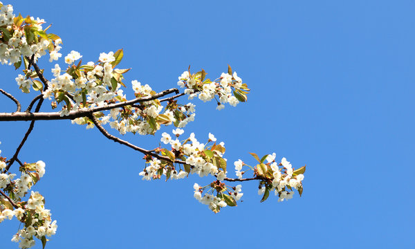 Cherry-tree blossoms