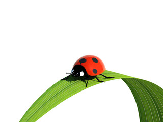Fototapeta premium Ladybird on a blade of grass.