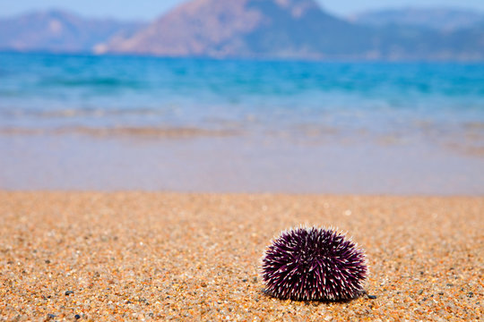 Oursin sur la plage