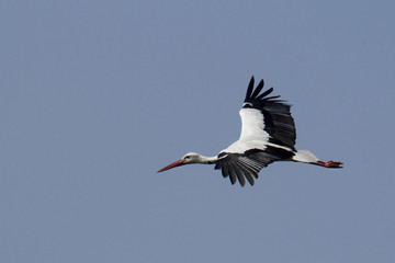Fototapeta premium Cigogne blanche - White stork (ciconia ciconia)