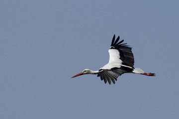 Cigogne blanche - White stork (ciconia ciconia)
