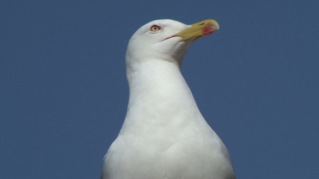 Mouette