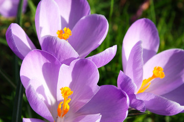 Violet crocus