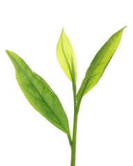 Camellia sinensis 'Benifuki'
