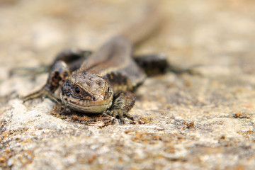 Mauereidechse - Podarcis muralis