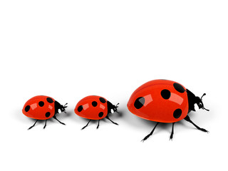 ladybug family isolated on white.