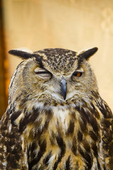 Owl portrait
