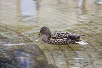 Duck on Water