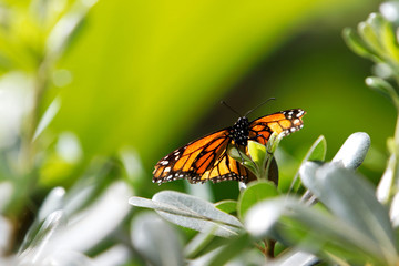 papillon