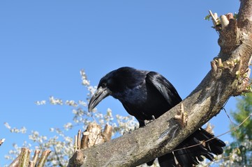 gawron na drzewie © agnieszkalll