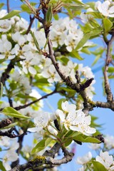 C'est le printemps  !