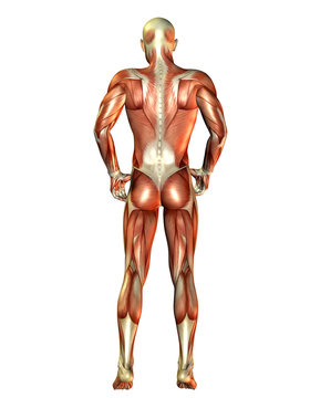 Rückenansicht Mann Muskeln