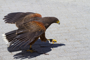 low-flying eagle