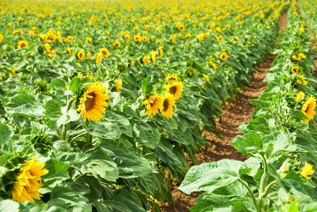 Obraz premium sunflower