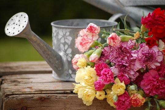 bouquet d'oeillets et arrosoir