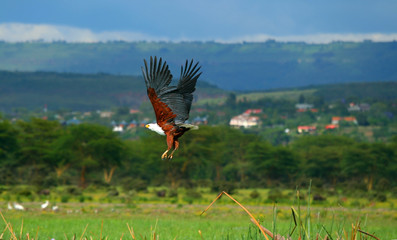African fish eagle flying