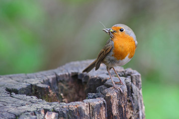 ROUGE GORGE
