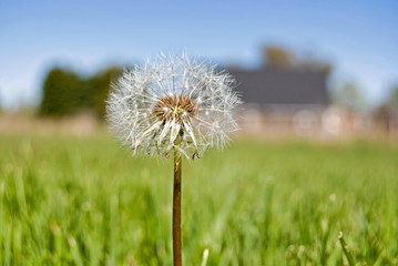 Naklejka premium Just Dandy