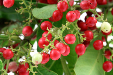 graines de baies roses, schinus terebinthifolus, faux poivrier