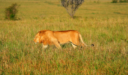 Wild african lion