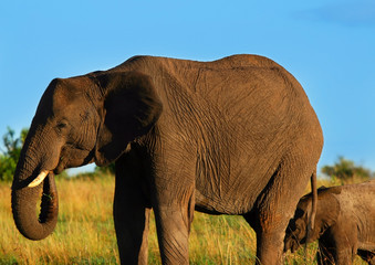 Fototapeta premium African Elephant in the wild