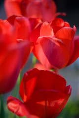 Bluetenhuellblaetter