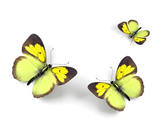 Butterfly - 3d render illustration on white background.