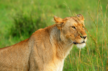 Wild african lioness