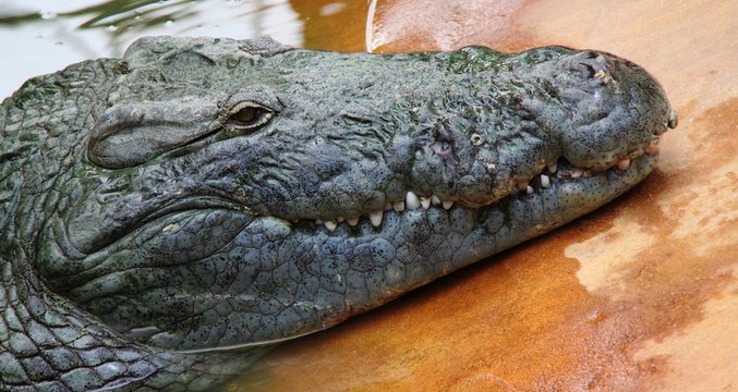 Crocodile